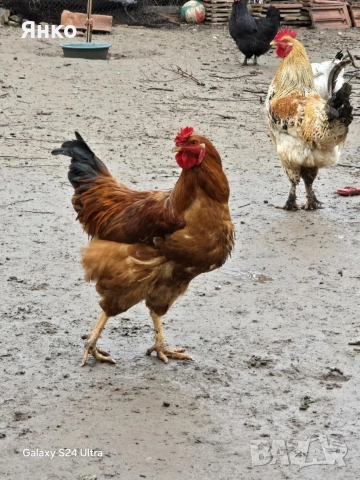 Петли, снимка 18 - Кокошки и пуйки - 52912712