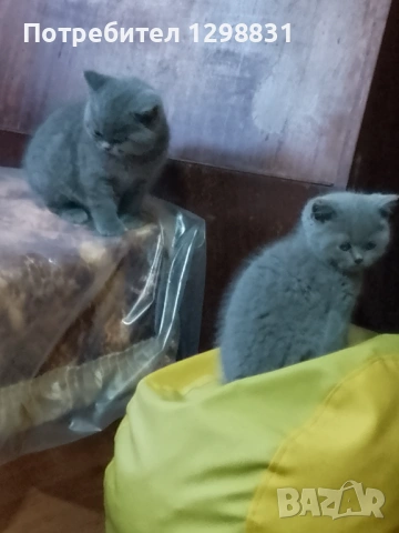 Британски късокосмести котета, снимка 2 - Британска късокосместа - 54390495