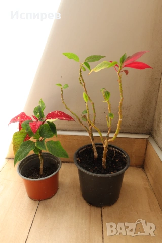 Коледна звезда, Euphorbia pulcherrima, 2 бр. растения за 1 евро !