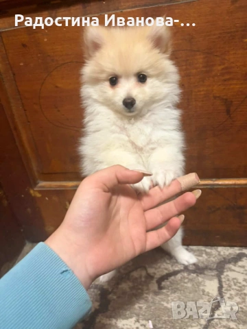 Померан-шпиц