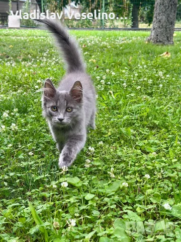 Mein Coon Мейн Кун, снимка 2 - Мейн кун - 55316999