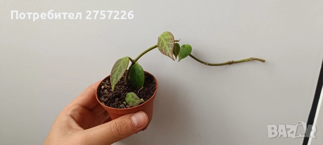 Hoya sunrise , снимка 3 - Стайни растения - 54652045
