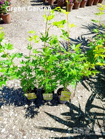 Японски клен Acer palmatum ‘Going Green’ – декоративен клен