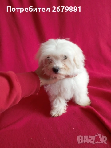 Малтийски болонки, снимка 4 - Болонка - 54042342