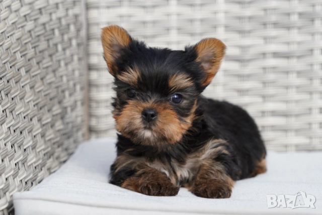 Йоркширски териер , снимка 2 - Йоркширски териер - 54005865