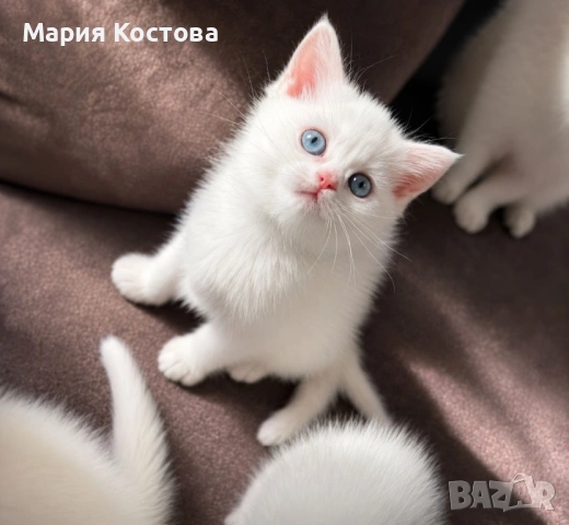 Британски късокосмести котенца, снимка 7 - Британска късокосместа - 54620127