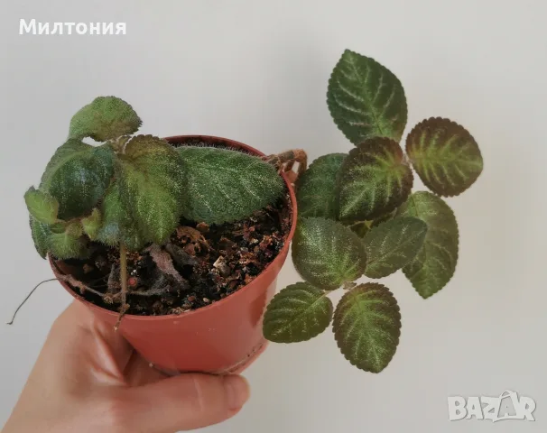 еписция Katherine , снимка 2 - Стайни растения - 55469730