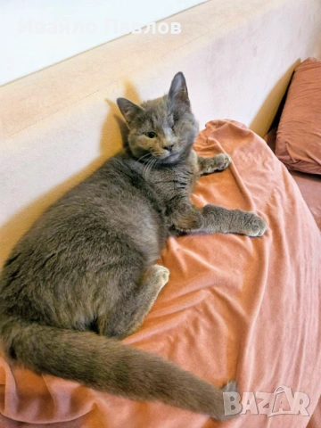 Ема търси своя човек – в София, снимка 6 - Руска синя котка - 54020102