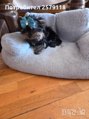 мини йоркширски териер, снимка 9 - Йоркширски териер - 54330323