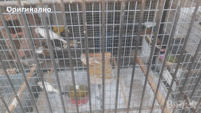 Амадини 🎊 Японски амадини , снимка 8 - Амадини - 54991294