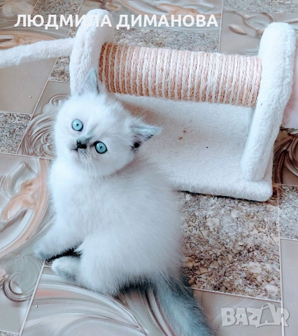 Шотландско момиче със сини очи 