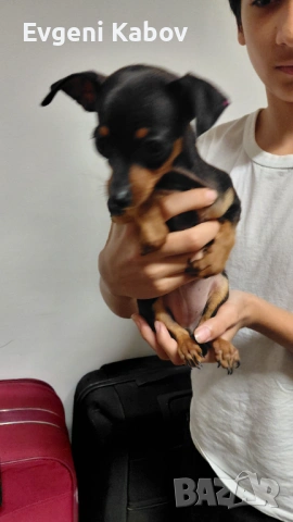  Продавам мини пинчер женски, снимка 4 - Пинчер - 54091822