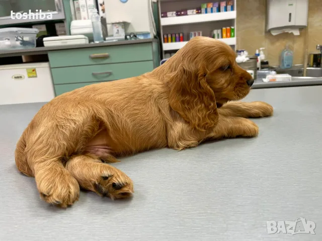 Кокер шпаньоли - малки кученца, снимка 13 - Кокер шпаньол - 55562544