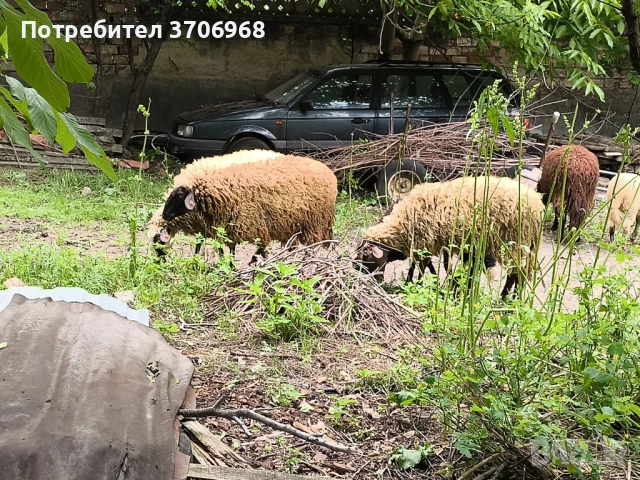 Продавам Овце и Агнета, снимка 9 - Овце - 54736912