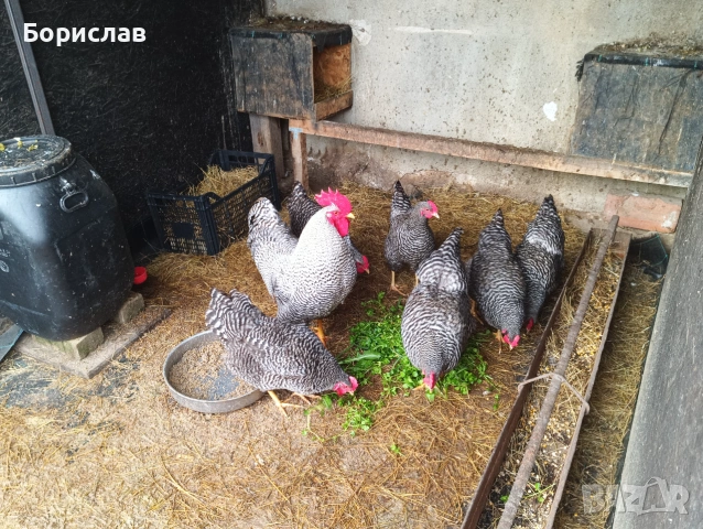 Породисти кокошки, снимка 13 - Кокошки и пуйки - 55172040