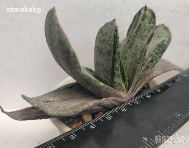 Гастерия (Gasteria disticha cv. Albovariegata variegated) сукулент