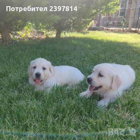 Голдън ретривър , снимка 4 - Голдън ретривър - 55008971