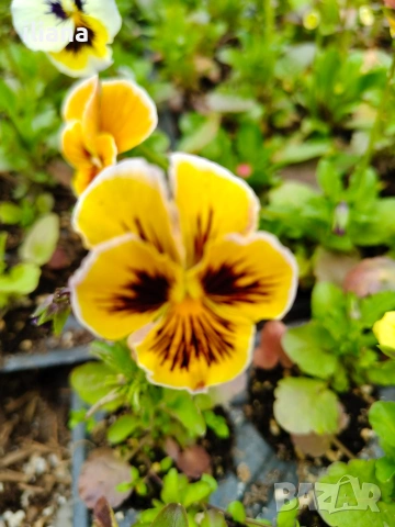 Продавам теменужки, снимка 2 - Градински цветя и растения - 54018843