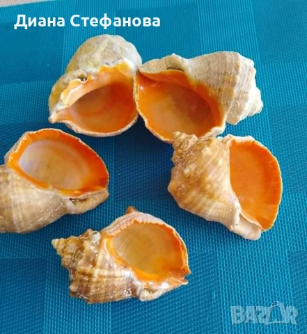 Естествени рапани за декорация