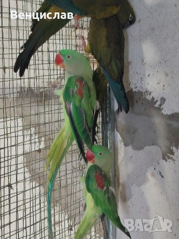 продавам папагали 