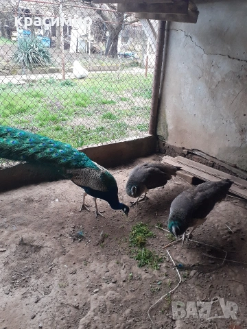 Пауни , снимка 3 - други­ - 54055436