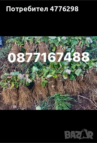 качествен разсад ягоди и малини, снимка 3 - Разсади - 54031573