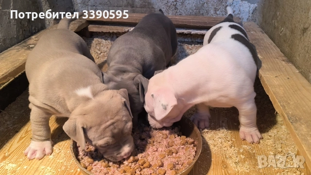 Американско Були Хл Бебета 