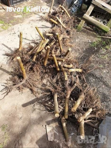 Пауловния , снимка 4 - Разсади - 53951168