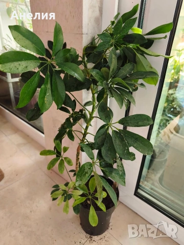 Шефлера голяма Schefflera arboricola