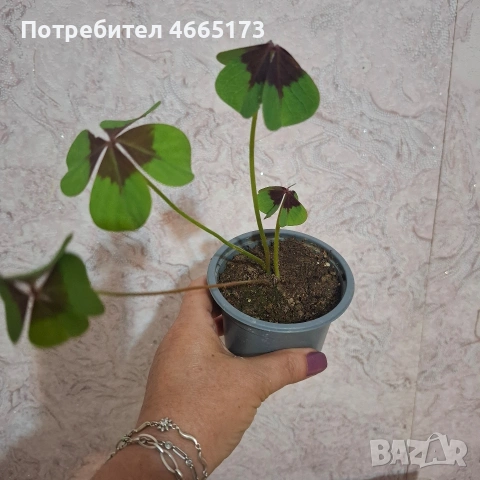Комплект Цветя Детелини, снимка 4 - Стайни растения - 55017101