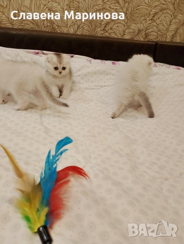 Шотландски котета ,сребърна чинчила, колорпойнт, дългокосместа котка, снимка 4 - Чинчили - 54735813