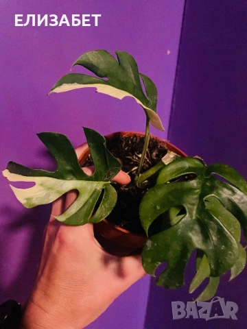 Rafidoflora