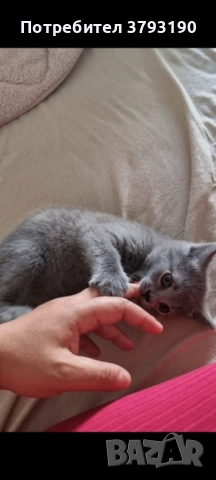  котенца британска късокосместа, снимка 3 - Британска късокосместа - 54796627