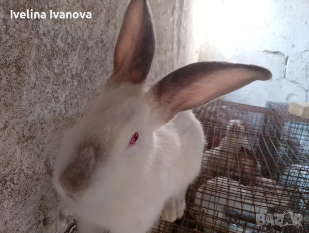 здравейте свободни зайци 