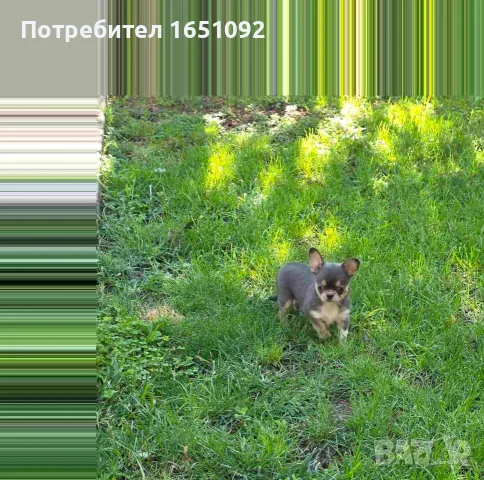 продавам чихуахуа , снимка 9 - Чихуахуа - 55550739
