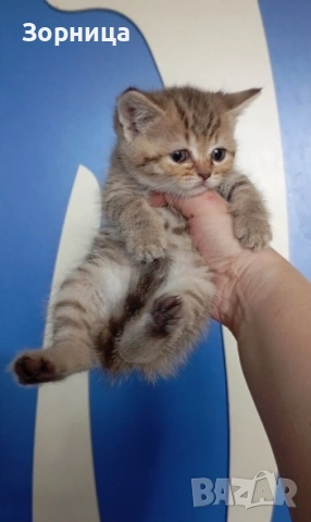 Британско коте , снимка 7 - Британска късокосместа - 54330980