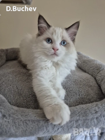 Ragdoll Paradise / Регдол котенца , снимка 5 - Други - 54972344