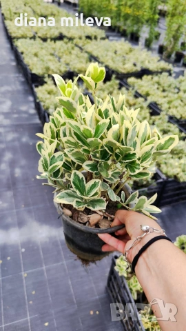 Евонимус Браво, Euonymus japonicus Bravo, снимка 10 - Градински цветя и растения - 54457987