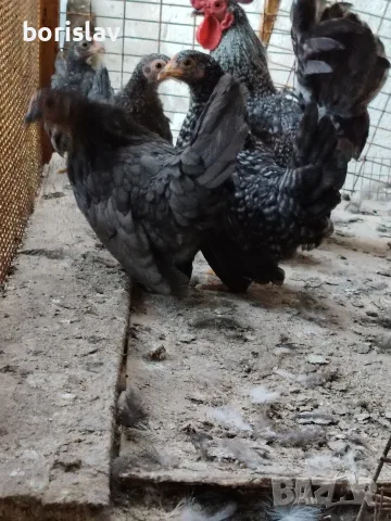 Продавам ярки шабо, снимка 2 - други­ - 55156699