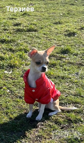 Продавам Чихуахуа - момиченце- РУСЕ -0882022192