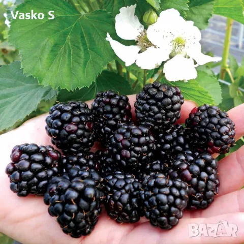 Преси диви къпини 