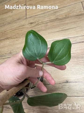 Hoya Хоя Latifolia Big Green Leaves , снимка 2 - Стайни растения - 54920406