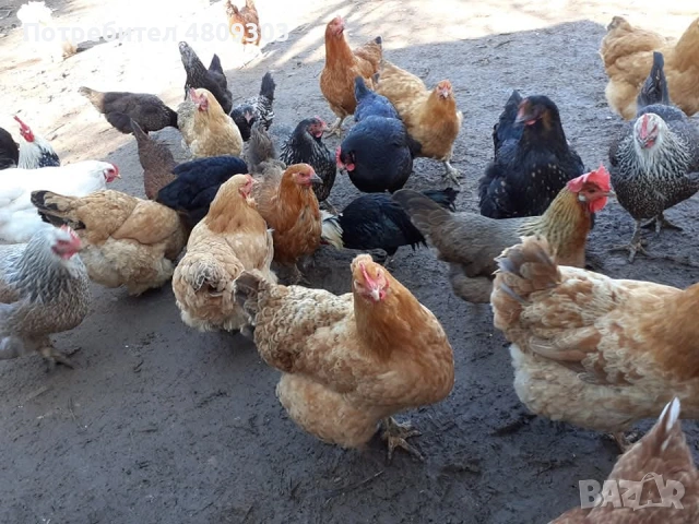 Селски кокошки, снимка 7 - Кокошки и пуйки - 54326302