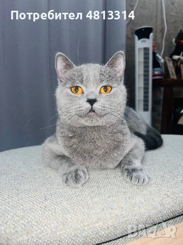 Котета Шотландски Фолд и Котета Британка Късокосместа , снимка 10 - Британска късокосместа - 54377290