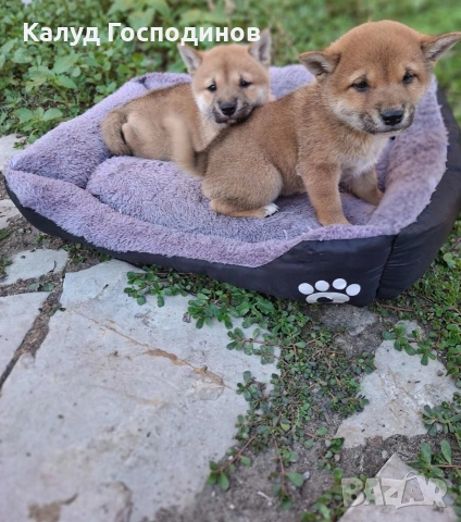 Продавам Шиба-ину