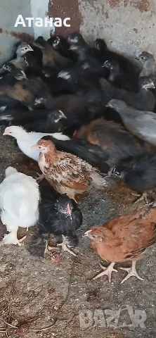 Гащати и селски пилета.Кокошки и млади ПЕТЛЕТА. , снимка 6 - Кокошки и пуйки - 55687870
