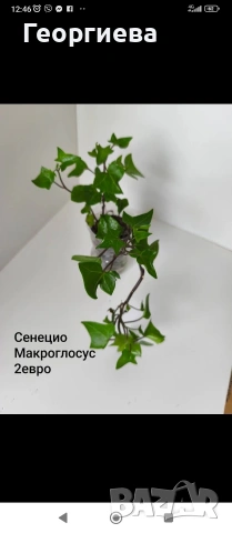 декоративно листни растения , снимка 4 - Стайни растения - 54615459