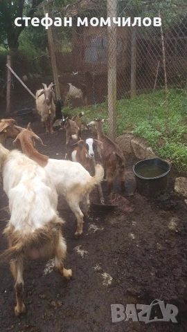 продавам ярета , снимка 5 - Кози - 54890172