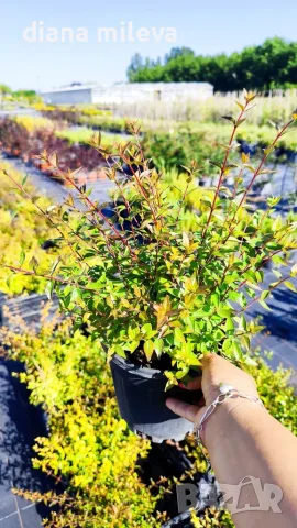Абелия Грандифлора Прострата, Аbelia Grandiflora Prostrata!!!, снимка 12 - Градински цветя и растения - 55601458