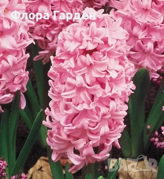 Луковици ЗЮМБЮЛ - Предварителни поръчки, снимка 4 - Градински цветя и растения - 51033126
